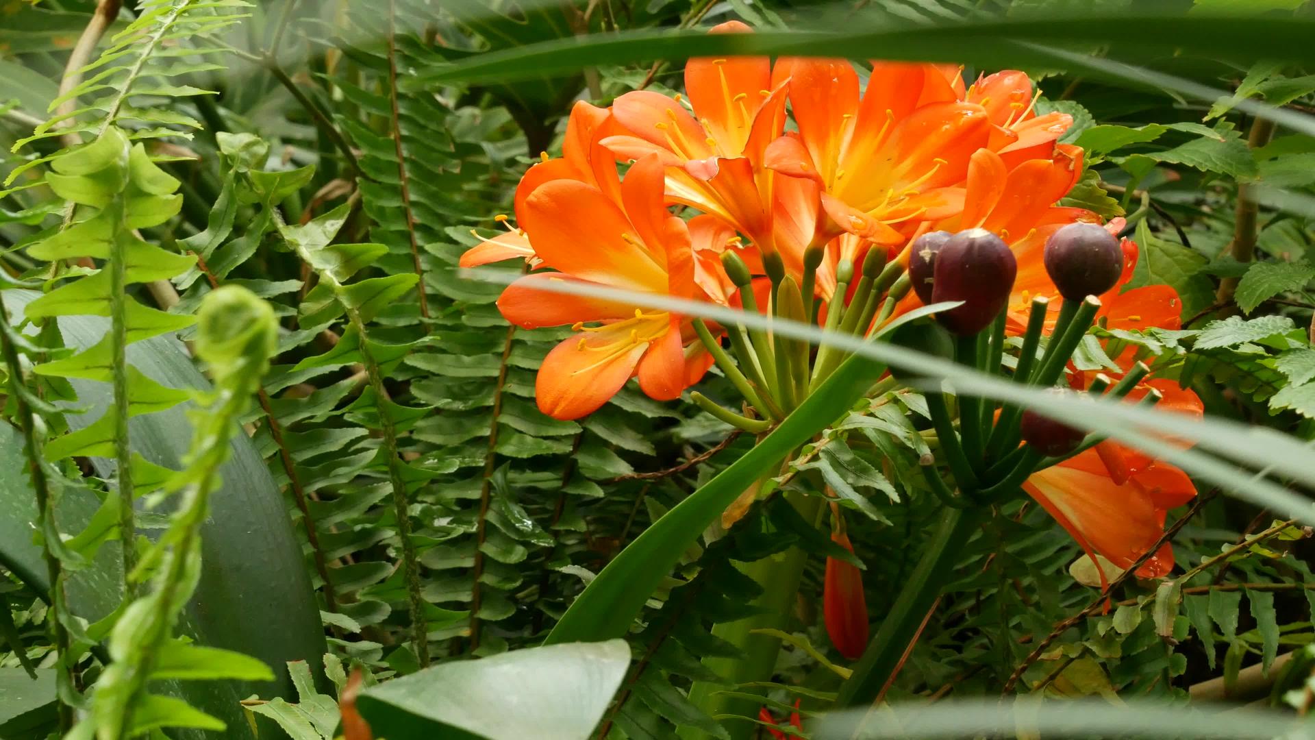 加利福尼亚州纳塔尔灌木卡菲尔百合花视频的预览图