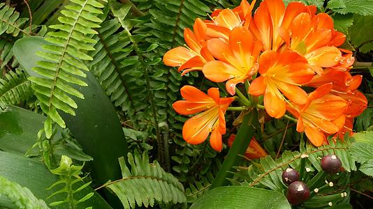 加利福尼亚州纳塔尔灌木卡菲尔百合花Clivia视频的预览图
