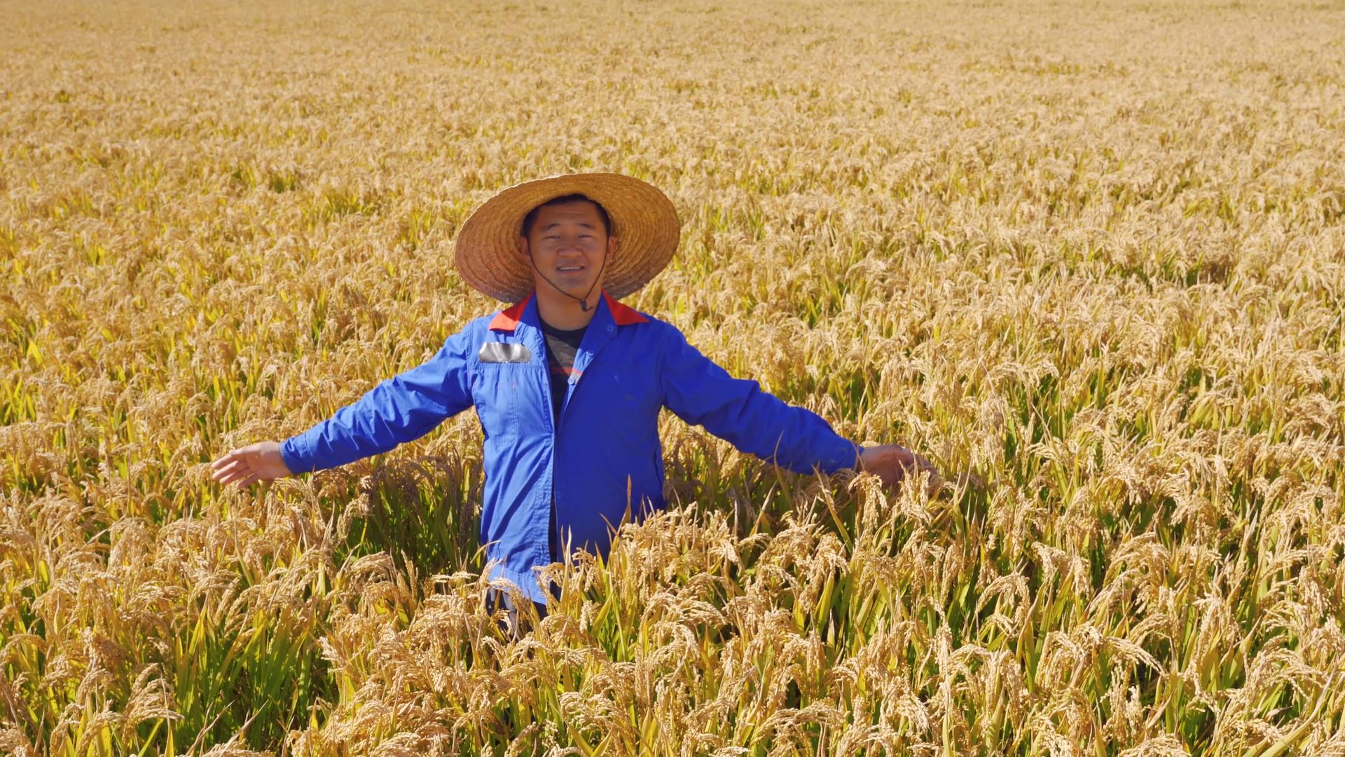 4K丰收农民形象稻田地里秋季喜悦农村劳动工作男青年视频的预览图