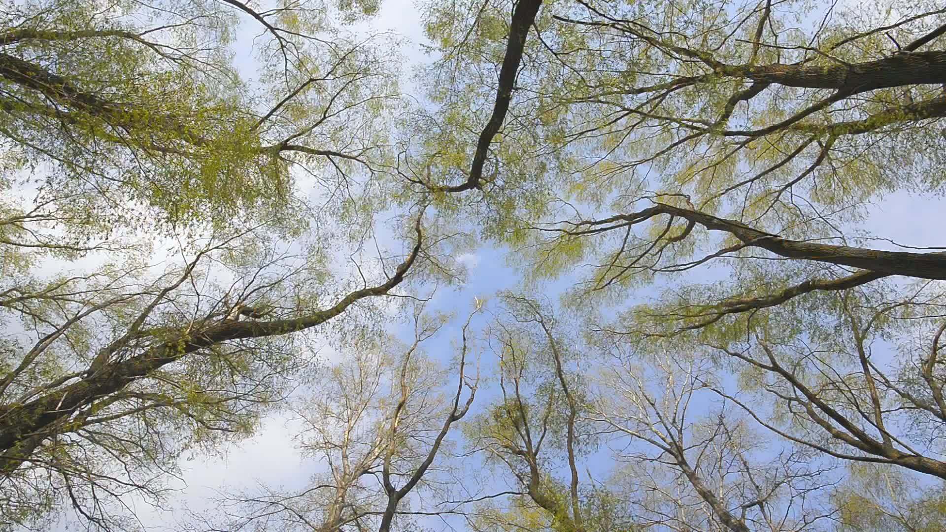 有森林和太阳的天空视频的预览图