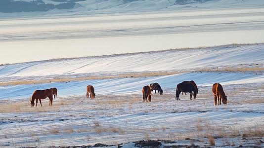 冬季大草原雪地里吃草的马群视频的预览图