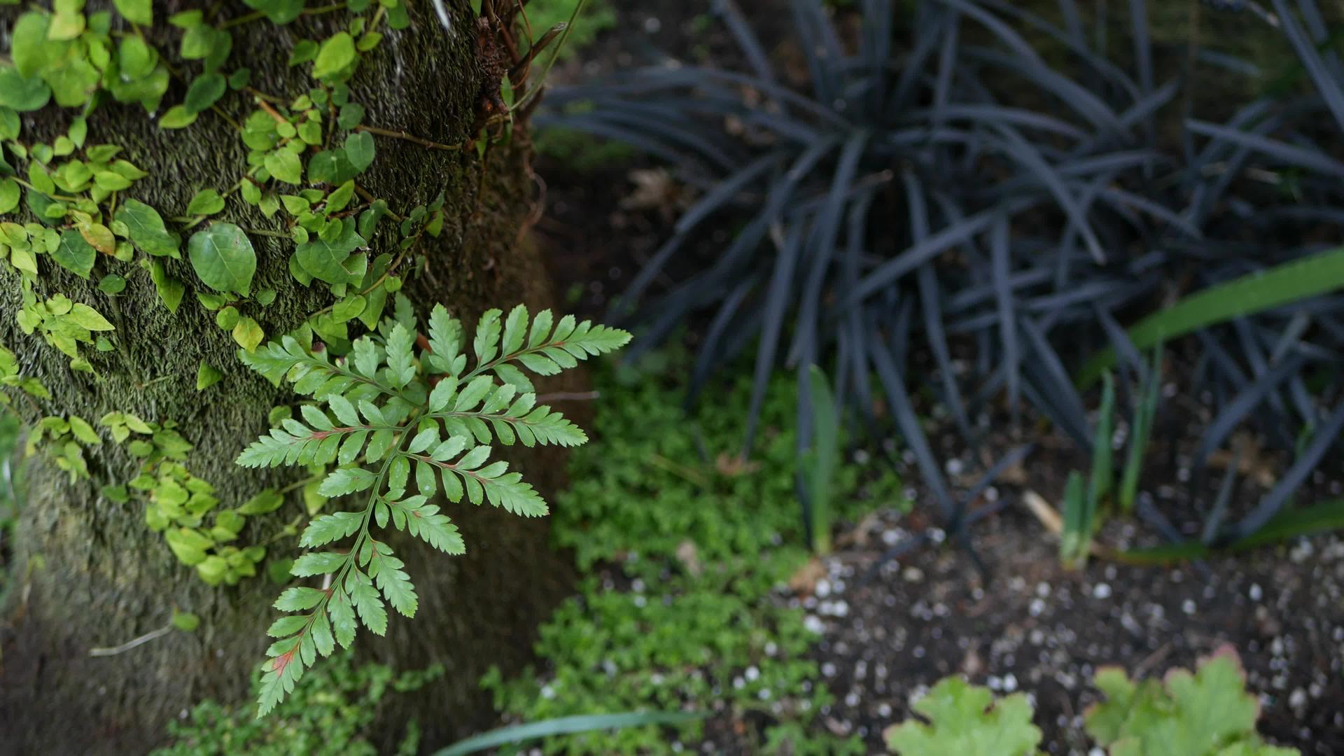 早晨的美国加利福尼亚州森林藓和树皮的气氛视频的预览图