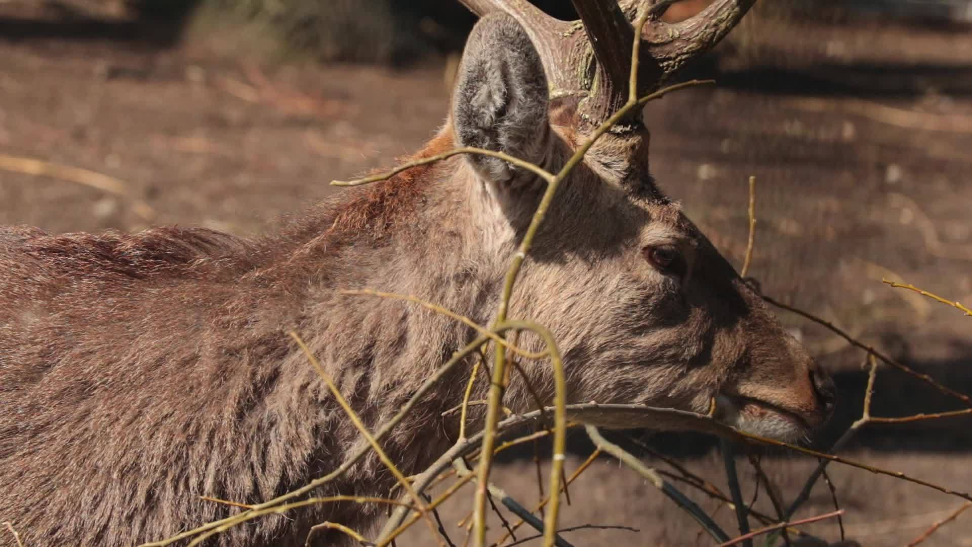 有鹿角的美丽鹿吃树枝视频的预览图