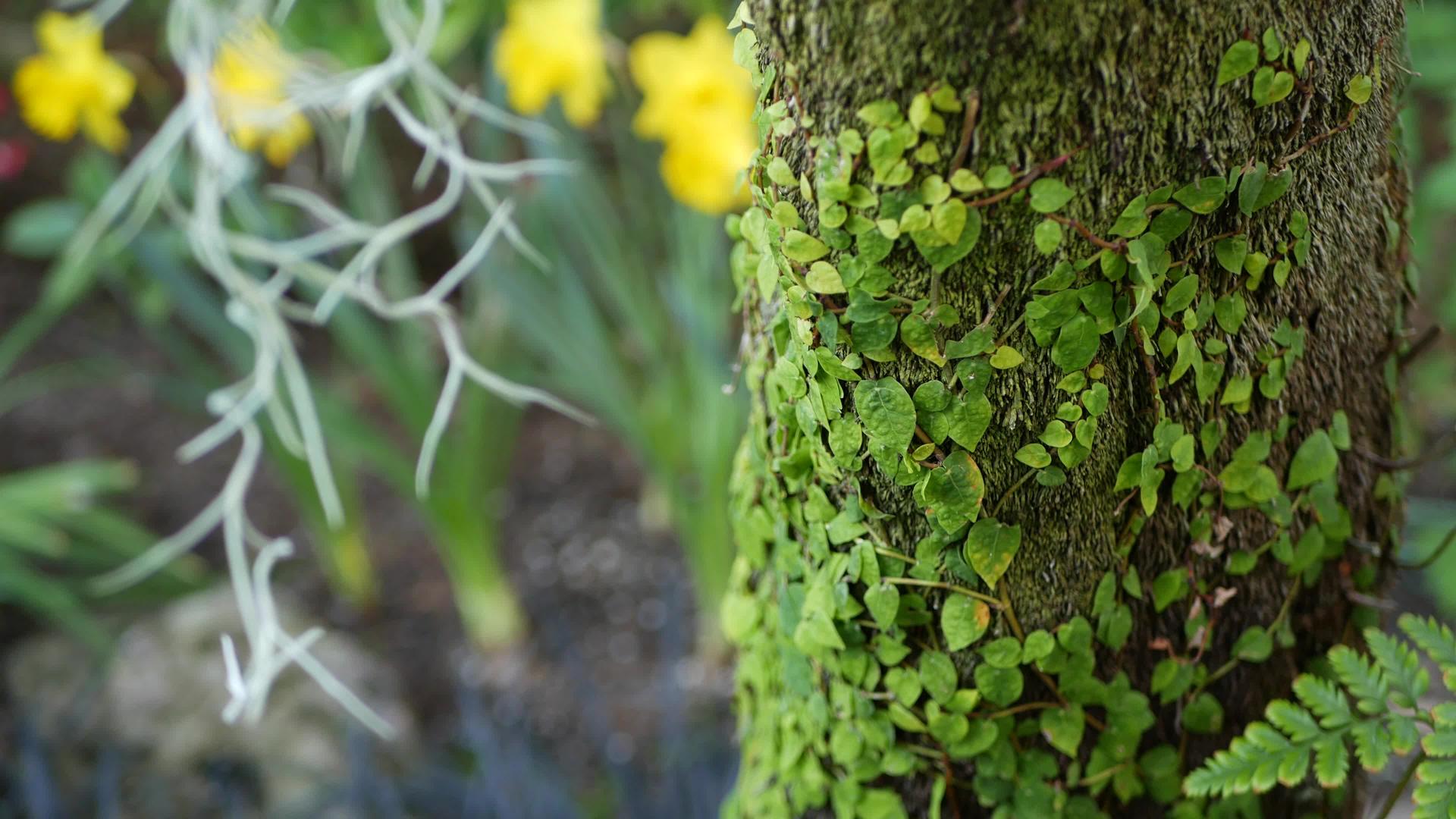 蕨叶苔藓和树皮视频的预览图