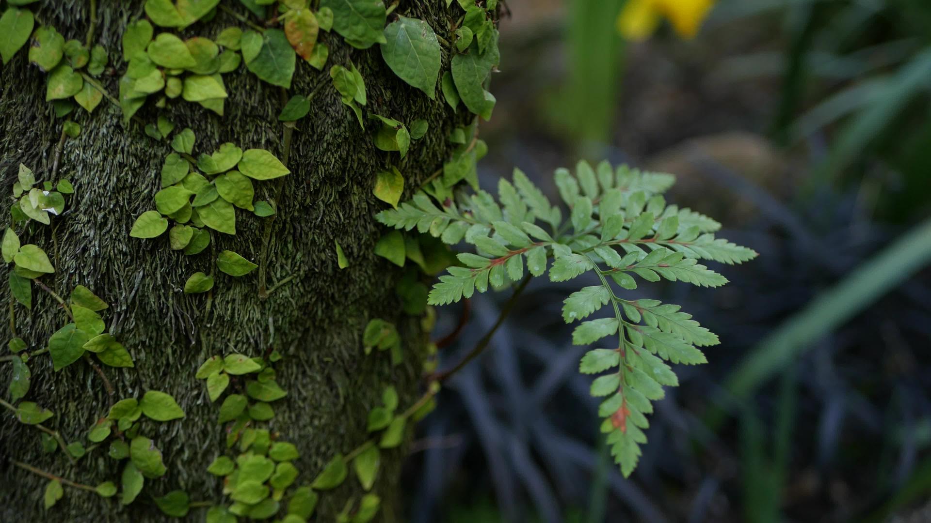 春天的早晨气氛美国加利福尼亚州森林中的蕨叶苔藓和树皮视频的预览图