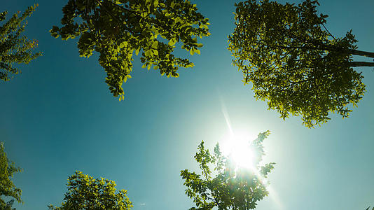 大气4K夏天树叶天空剪影光影延时视频的预览图