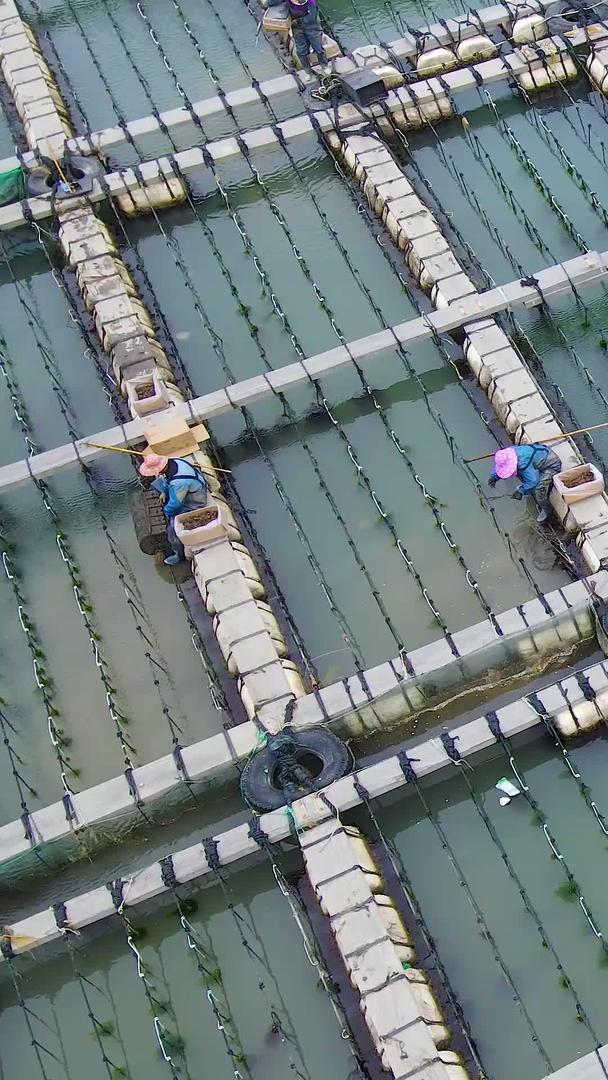 海上渔民养殖基地捕捞海上渔业视频的预览图