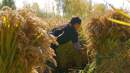 4K丰收农民女性形象稻田地里秋季辛苦勤劳农村庄家人擦汗视频的预览图