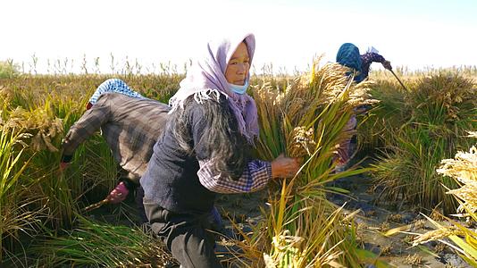 4K丰收农民女性形象集体稻田地里秋季辛苦勤劳农村庄家人收割视频的预览图