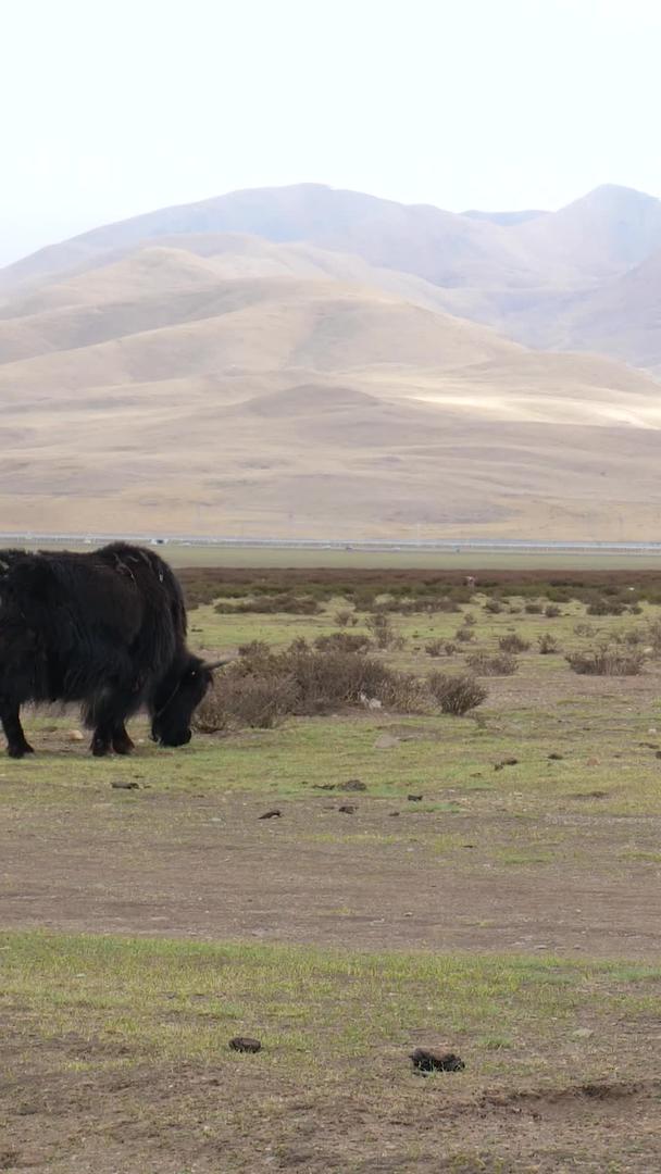青藏高原牧场牦牛哺乳吃草吃草视频的预览图