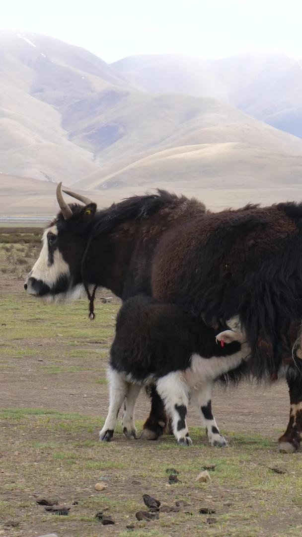 青藏高原牧场牦牛哺乳吃草吃草视频的预览图