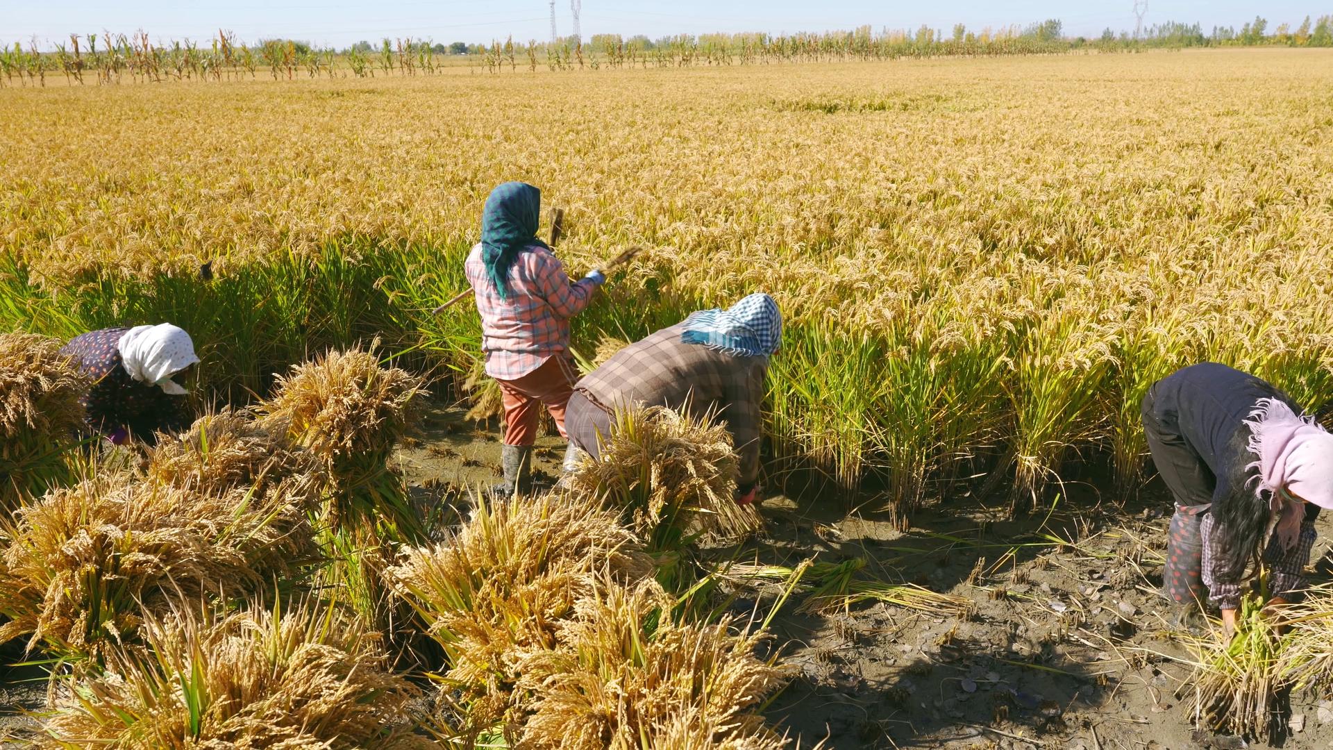 4K丰收农民女性形象集体稻田地里秋季辛苦勤劳农村庄家人收割视频的预览图