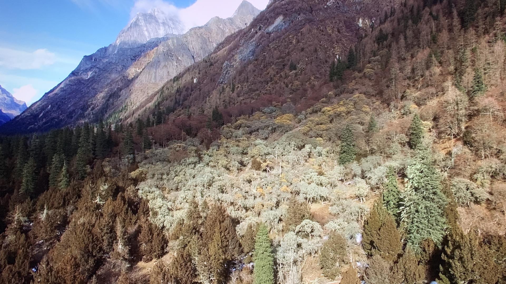 川西树林雪山4K航拍视频的预览图