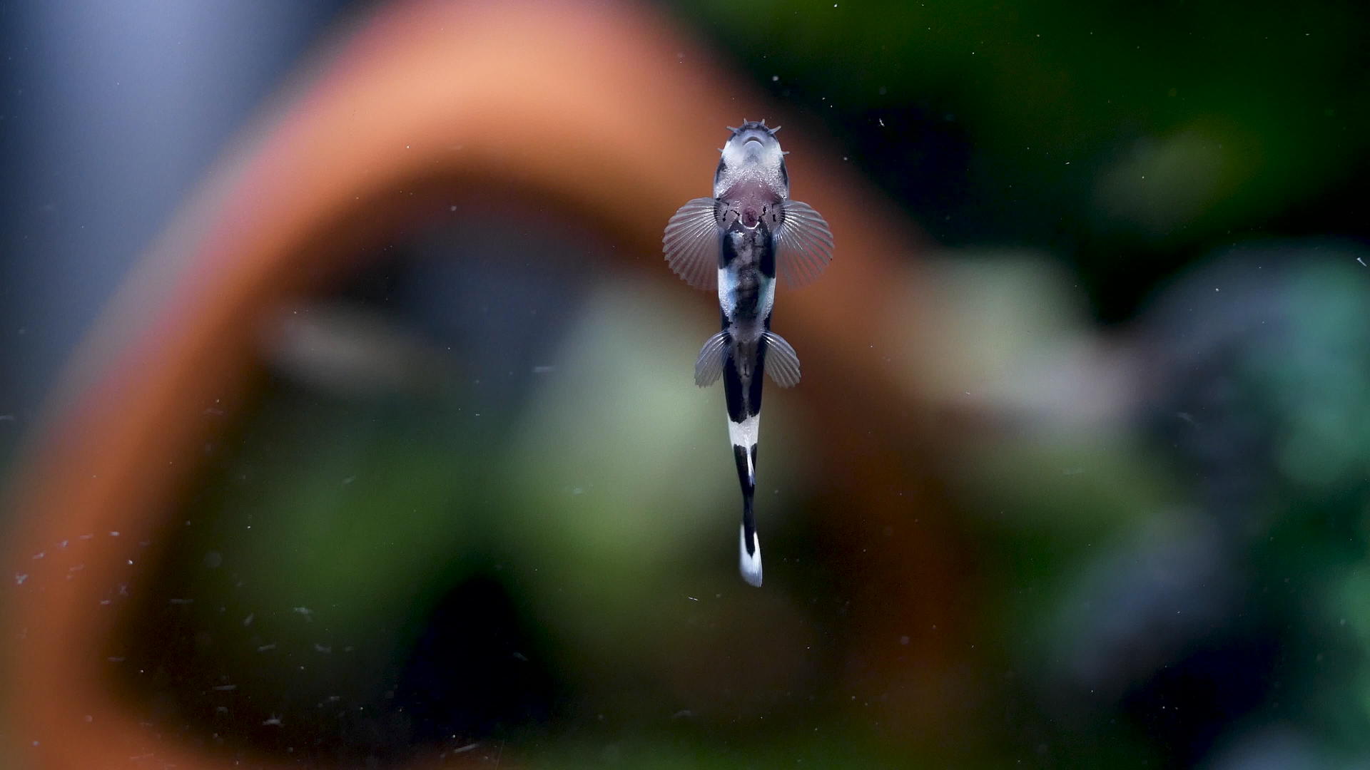 小鱼在玻璃墙上的鱼缸或水族馆里吃一些食物视频的预览图