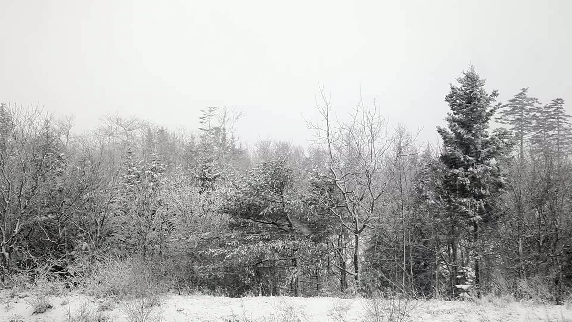 雪雪在树林旁飘雪视频的预览图