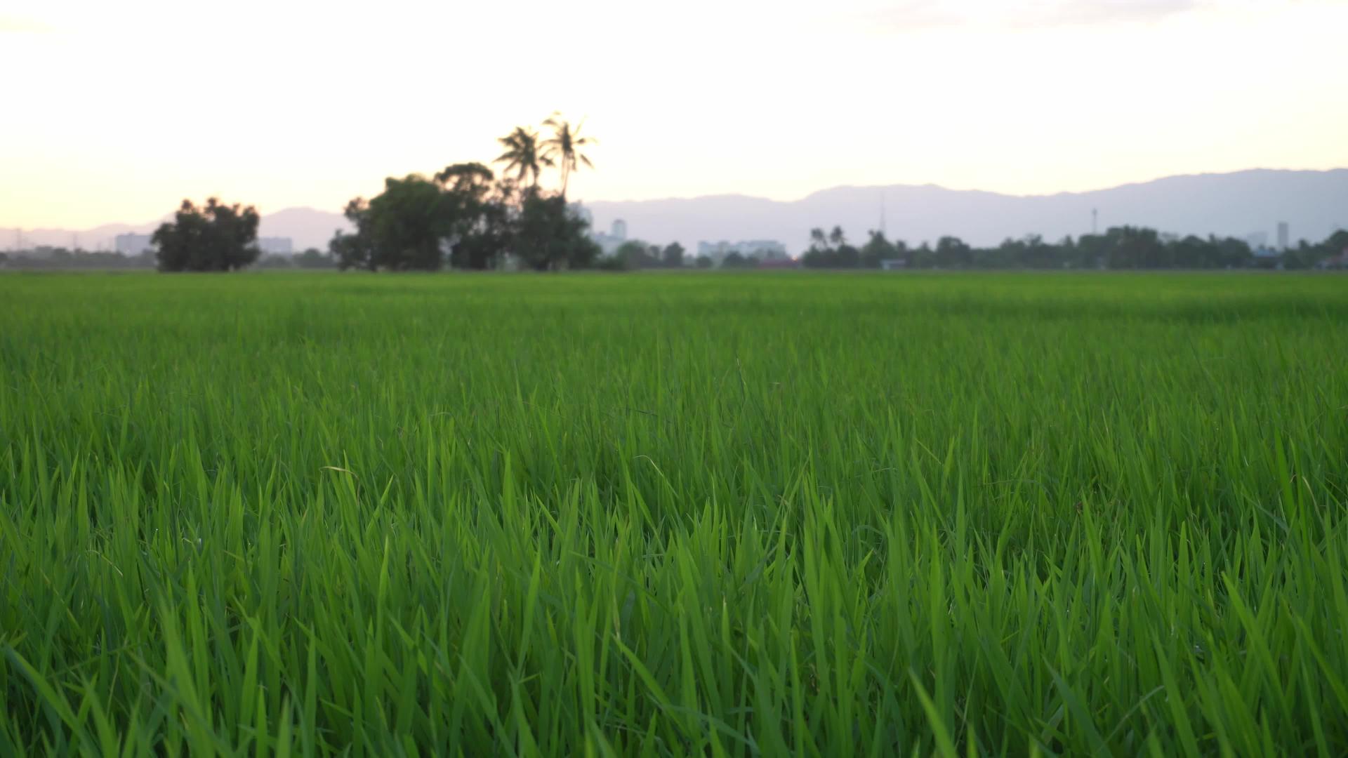有风的绿色稻田视频的预览图