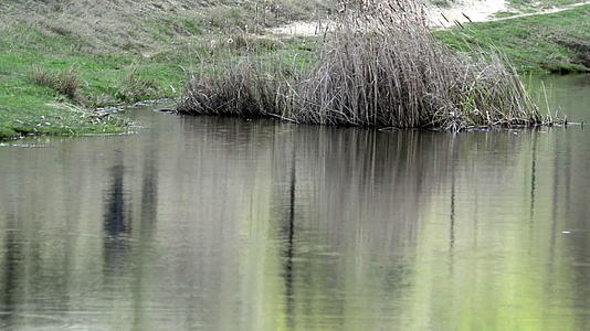 植物、树木和树木向湖泊移动形成垂直线模式视频的预览图