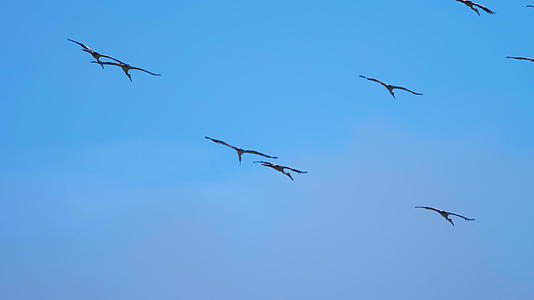 蓝天中的白鸟群视频的预览图