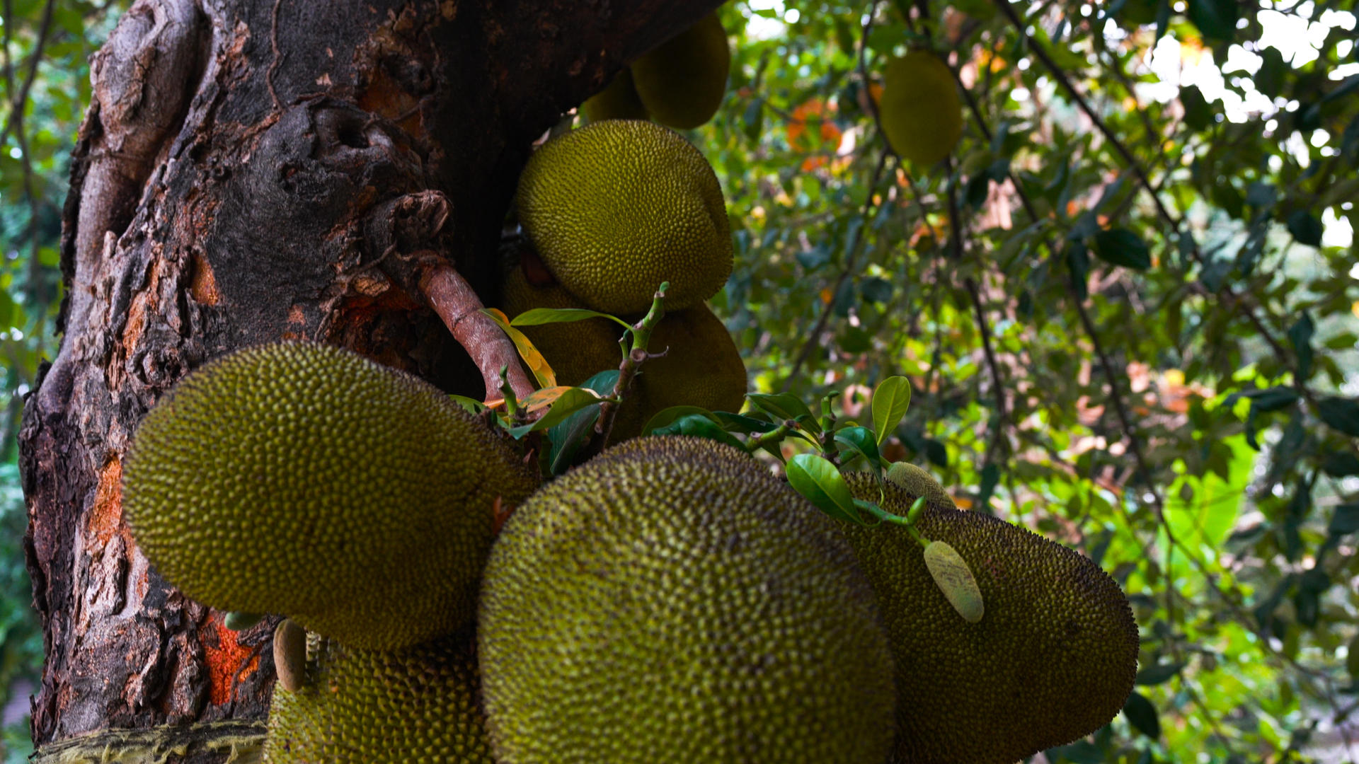 泰国水果波罗蜜树及果实实拍合集4K视频的预览图