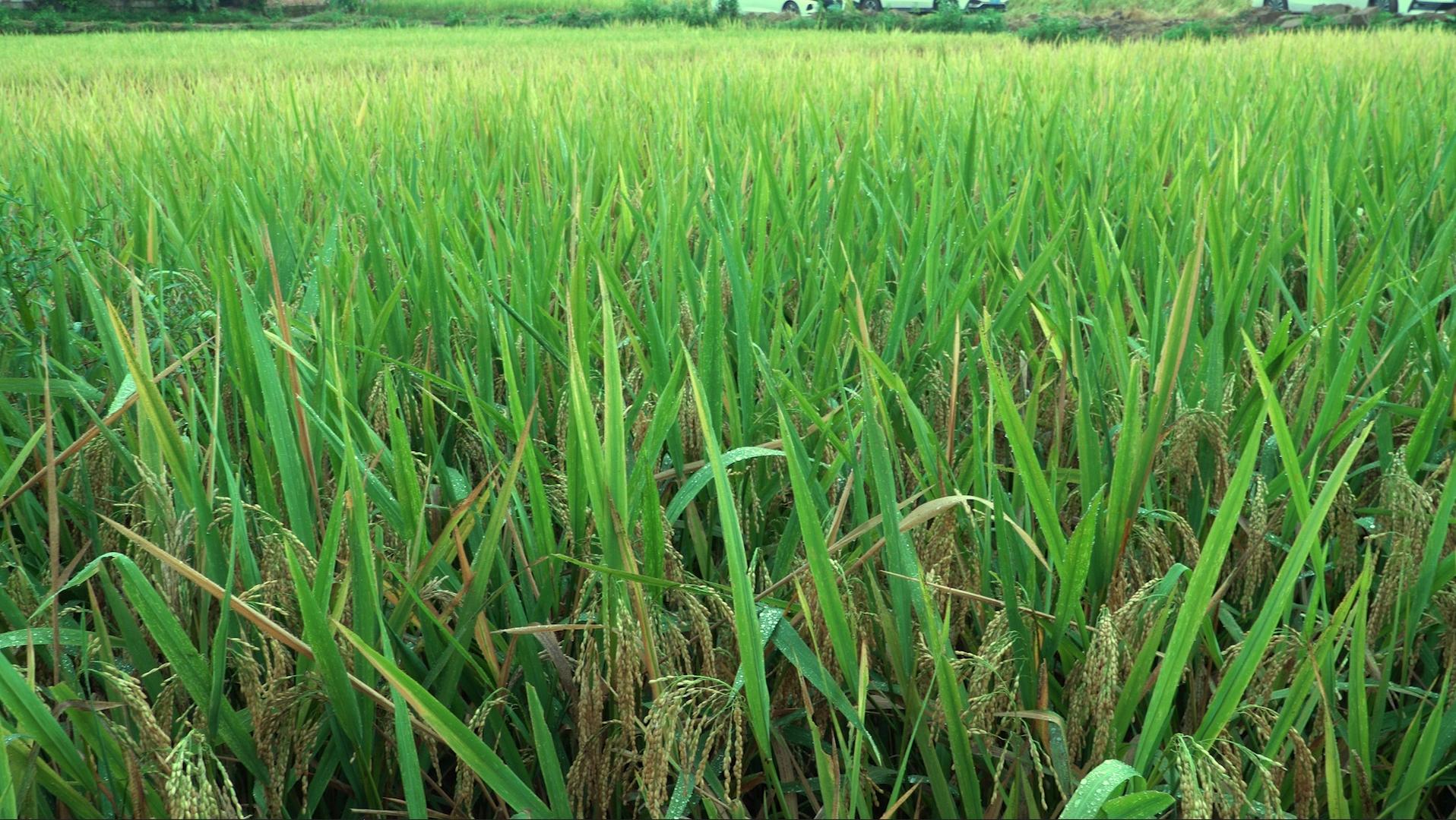 乡间农田里的水稻视频的预览图