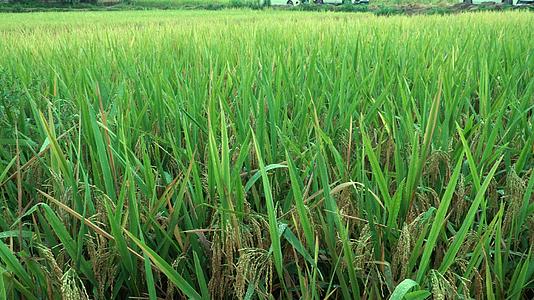 乡间农田里的水稻视频的预览图