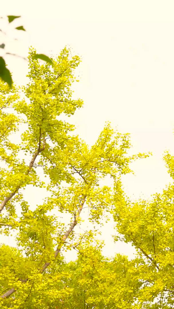 黄银杏树视频的预览图