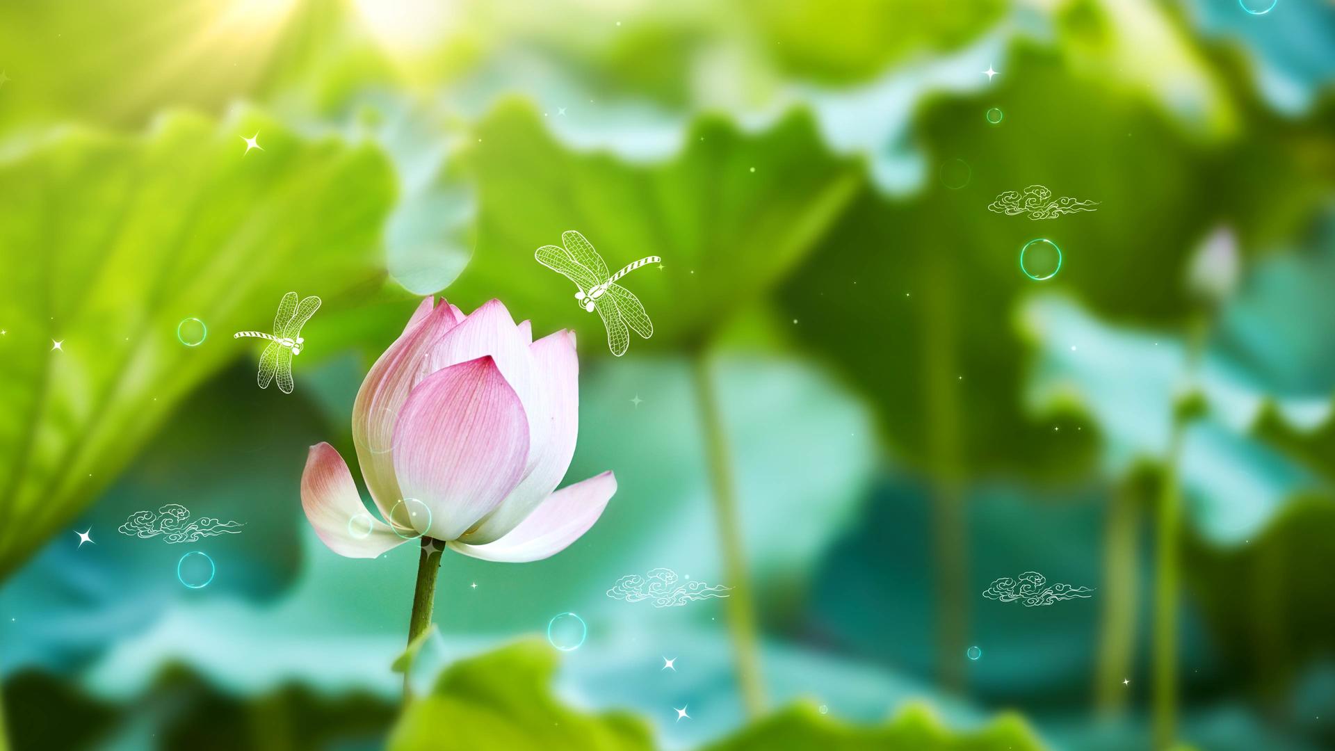 酷炫光晕云纹蜻蜓现场荷叶颗粒夏至背景视频的预览图