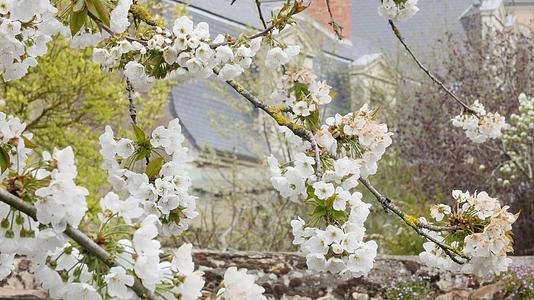 盛开的萨库拉树和典型的法国生活方式春天的樱花季节视频的预览图