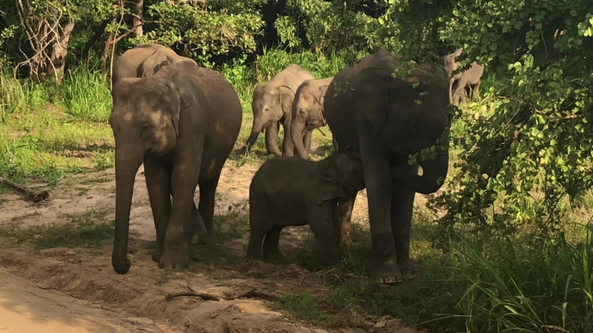 野生大象吃草胡鲁生态公园srilanka视频的预览图