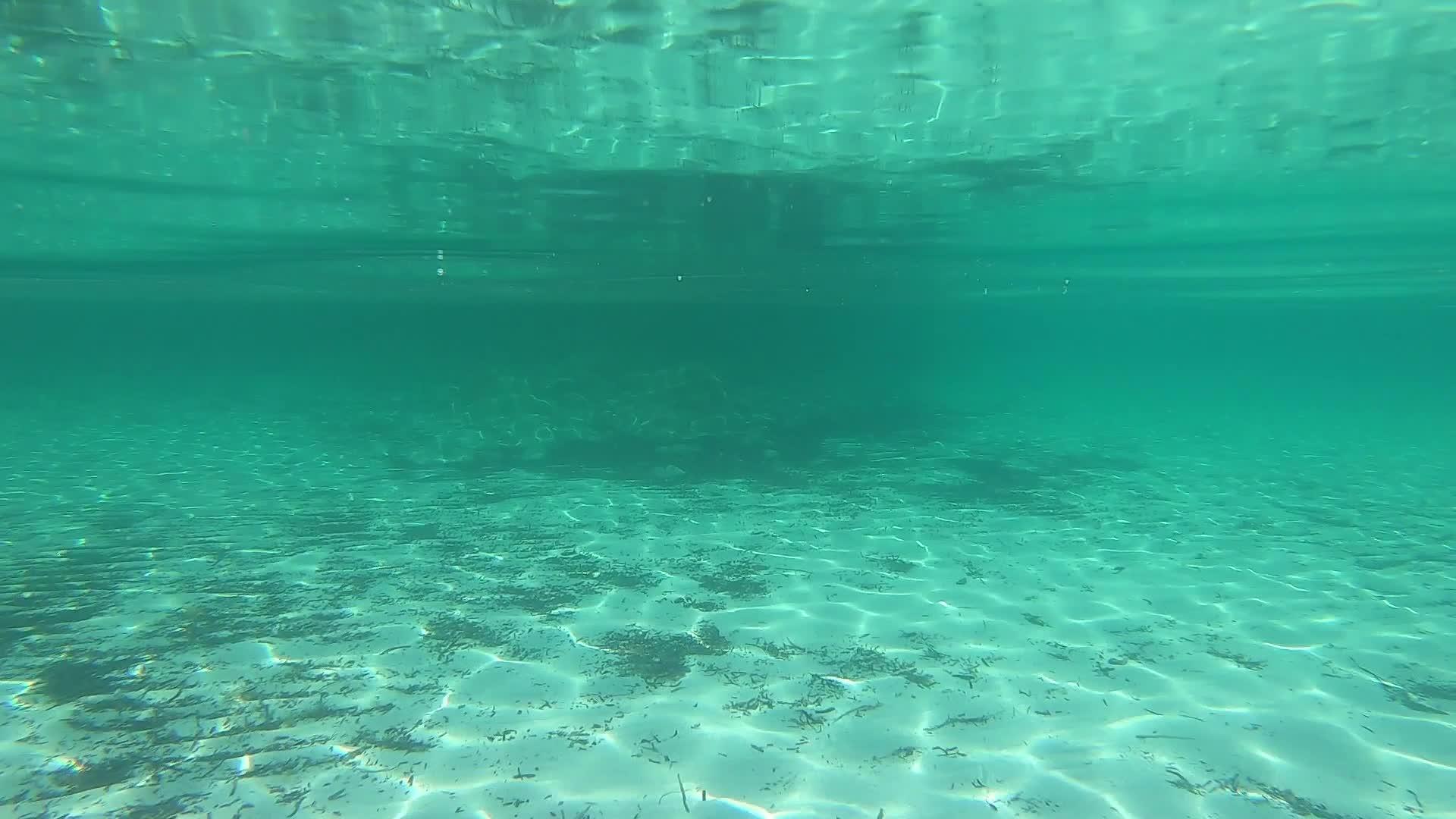 水下360度视角视频的预览图