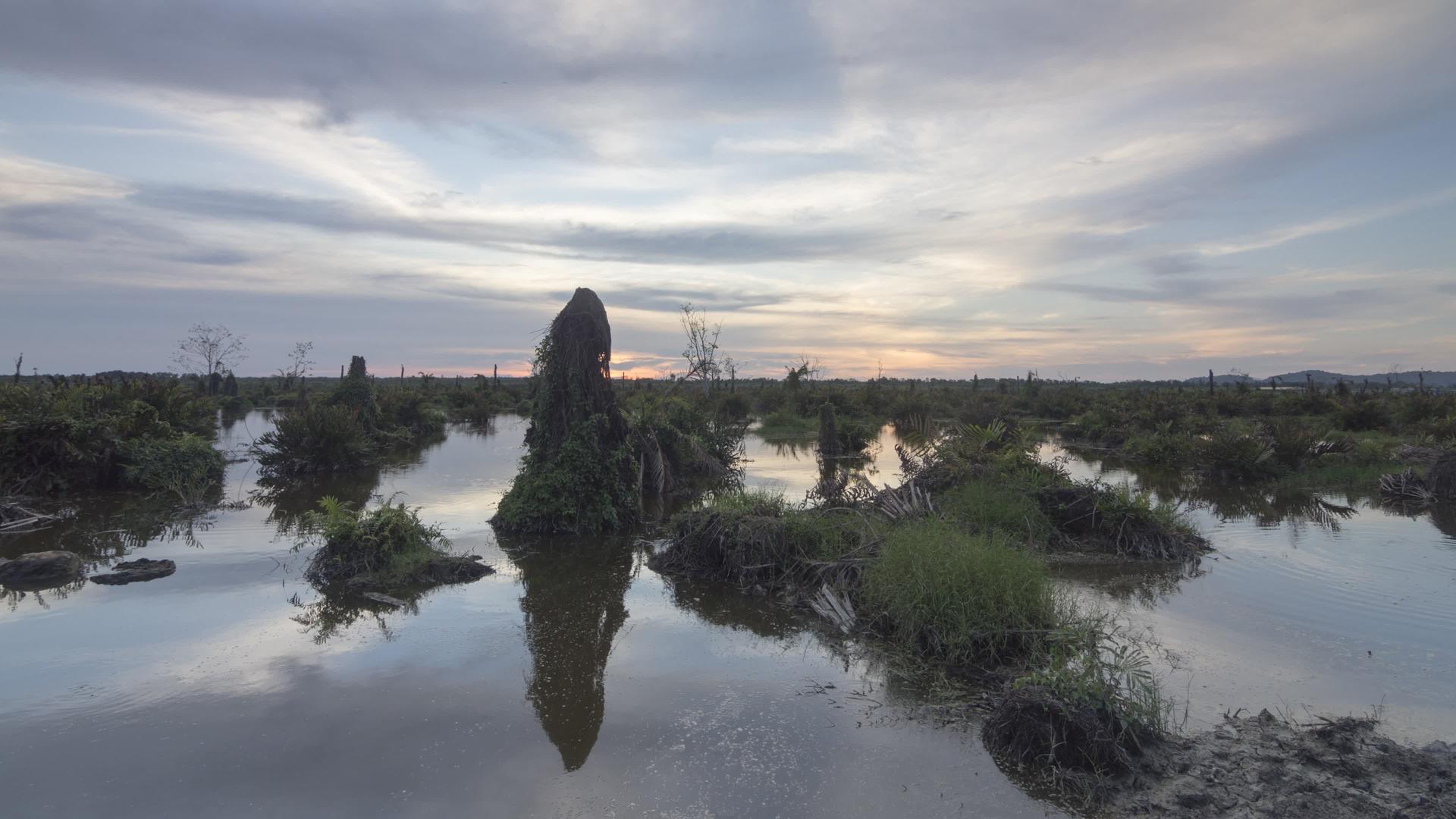 日落的湿地视频的预览图