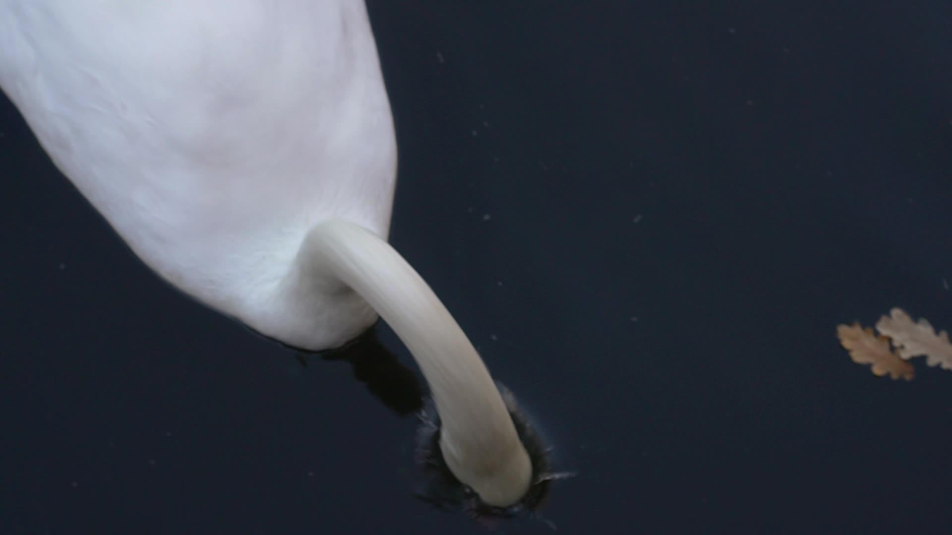 池塘里的白天鹅视频的预览图