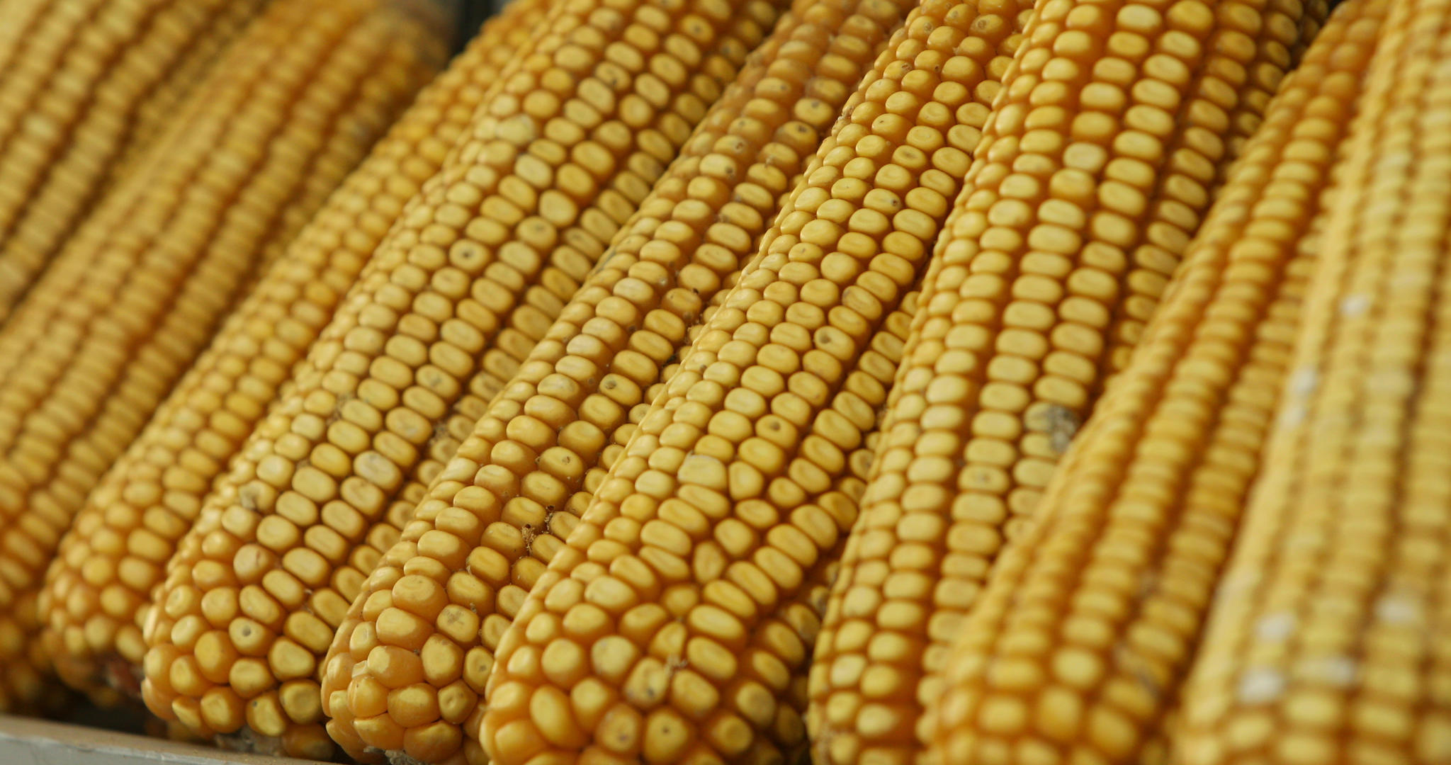 玉米农作物4K视频的预览图
