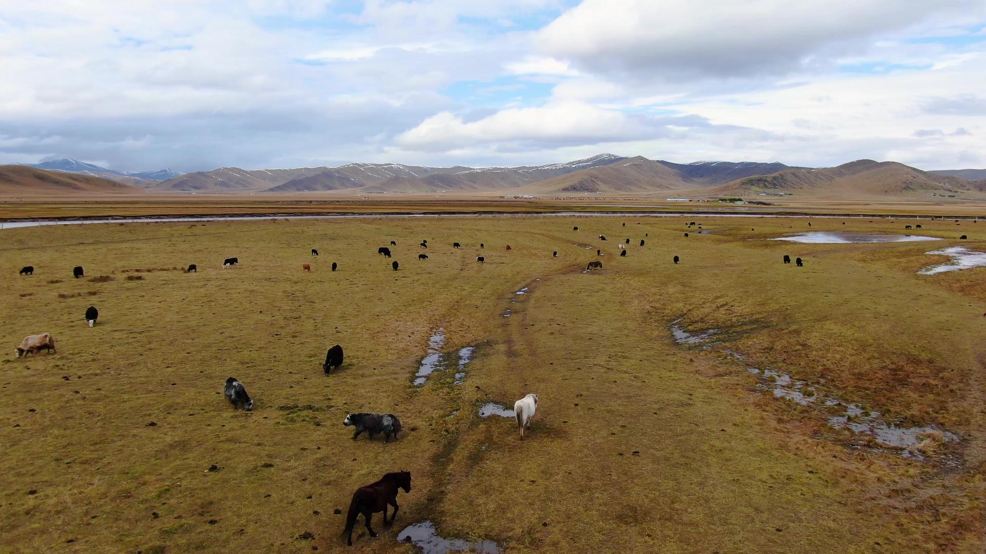 秋季草原牧场上的牛群马群航拍视频视频的预览图