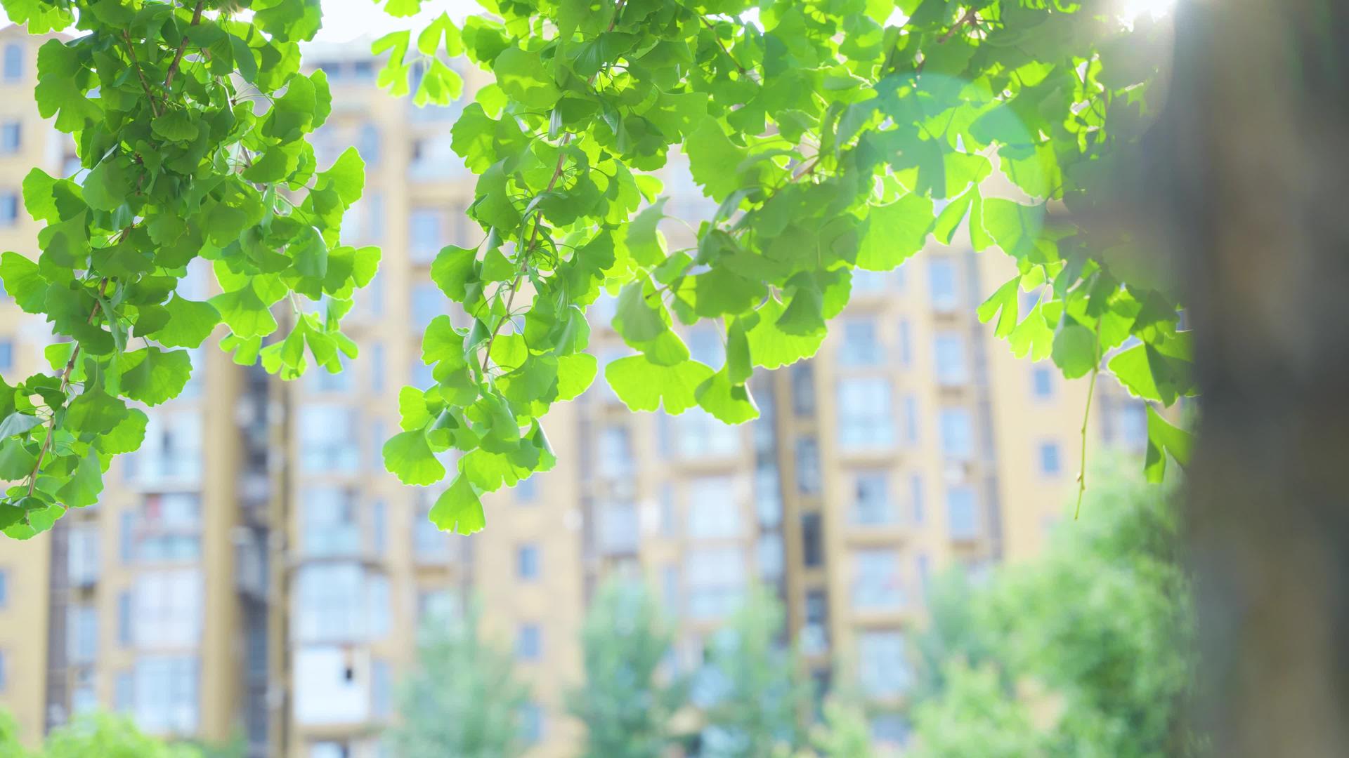 美丽初夏阳光树叶意境空镜头4k视频的预览图