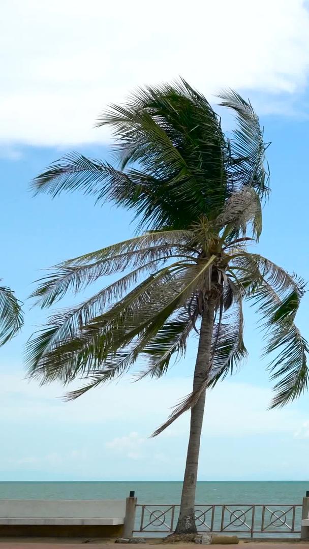 泰国滨海椰林迎风飘扬视频的预览图