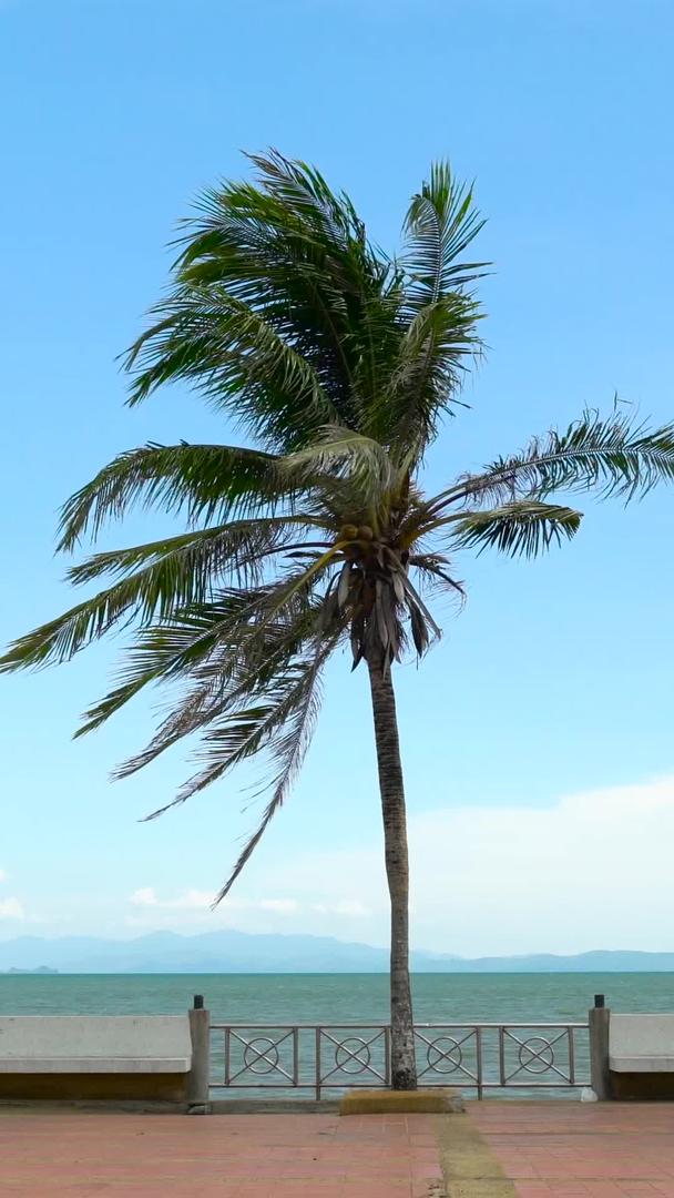 泰国滨海椰林迎风飘扬视频的预览图