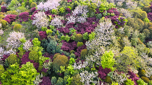 宁波奉化雪窦山春季姹紫嫣红的树林4K视频的预览图