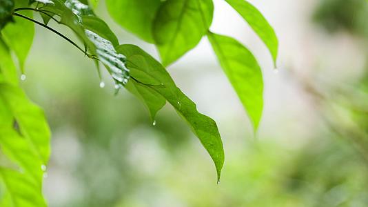 初春雨水雨露树叶上的水滴视频的预览图