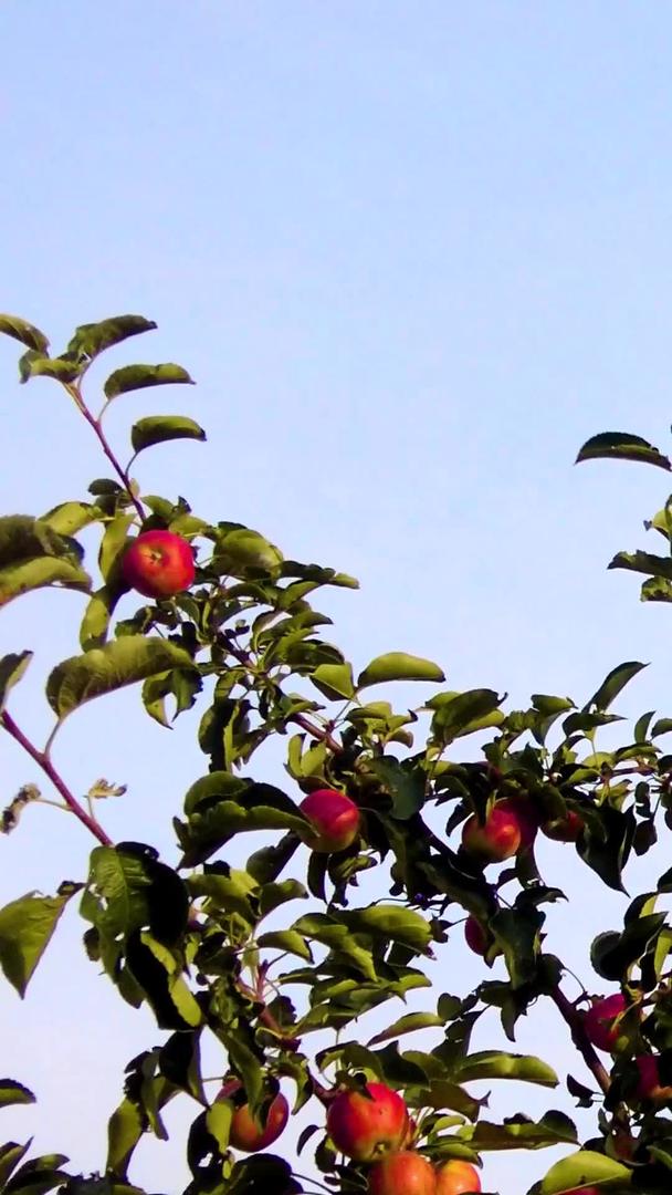 在陕北黄土高坡上实拍窑洞农家院和院子里的海棠果树视频的预览图