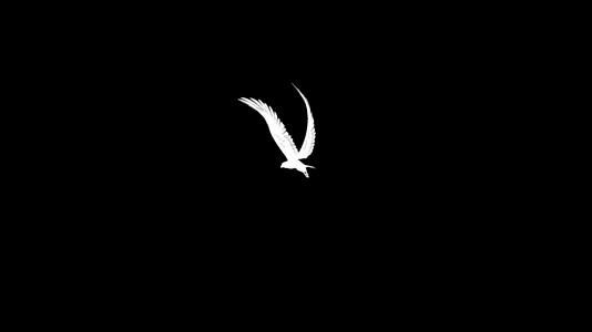单个鸟飞翔展翅视频的预览图