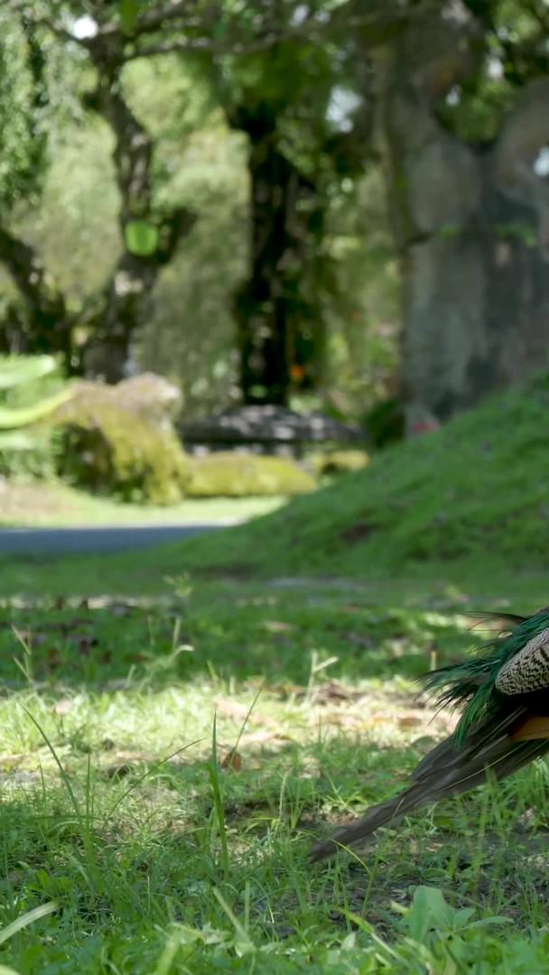 孔雀超高清实拍公园视频的预览图