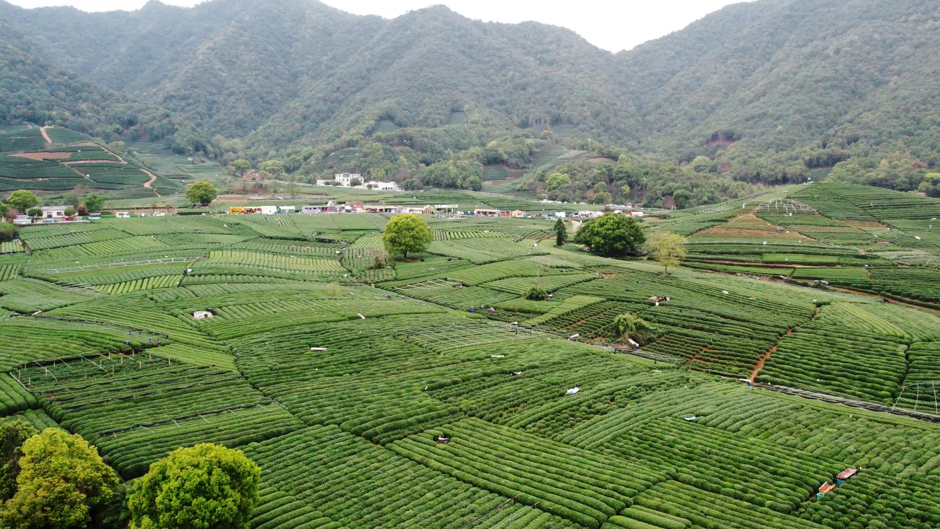 杭州龙井茶产地茶园航拍风景视频的预览图