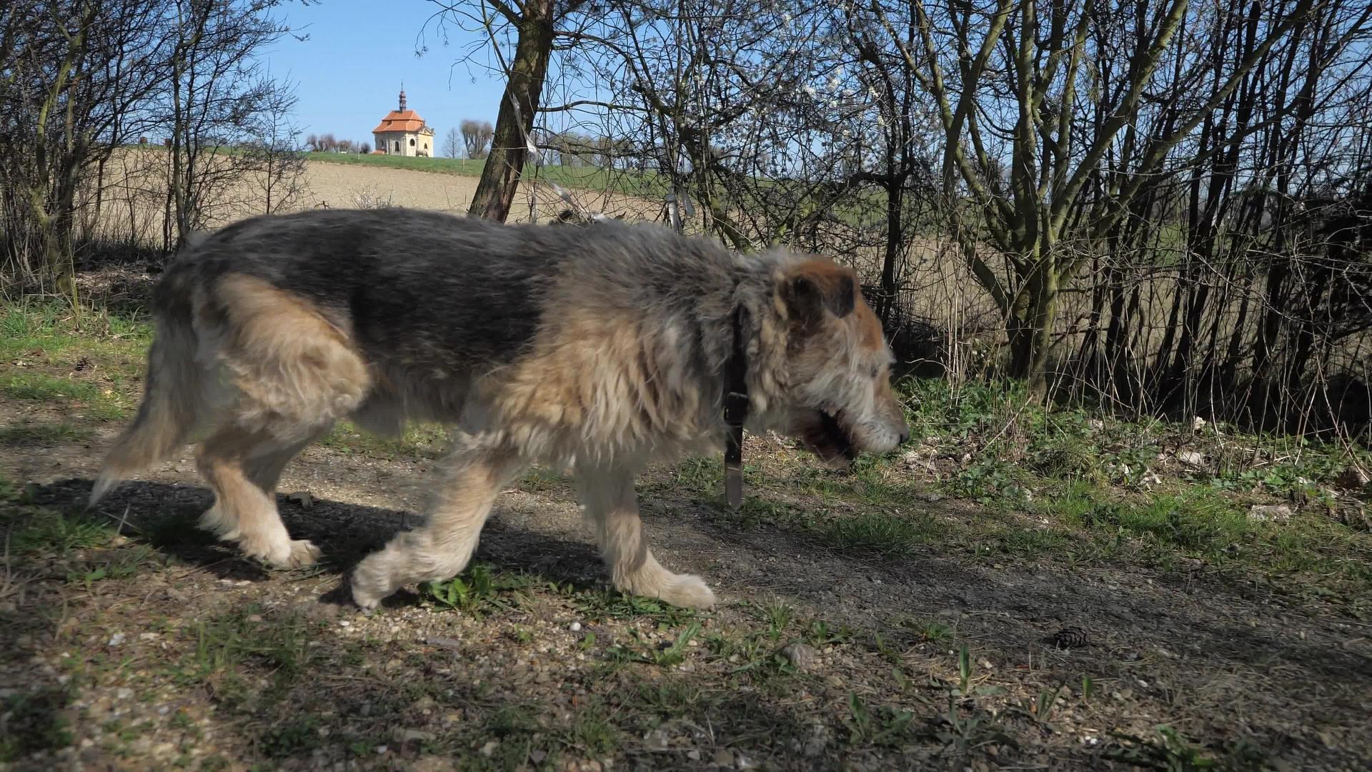 一只老累狗在草原上行走视频的预览图