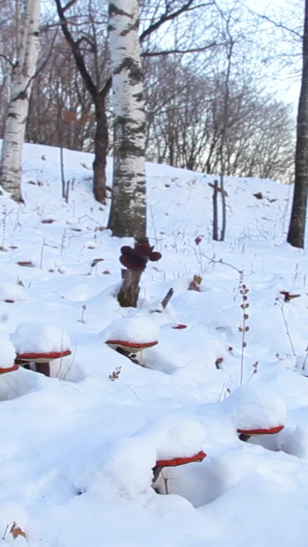 雪地灵芝视频的预览图