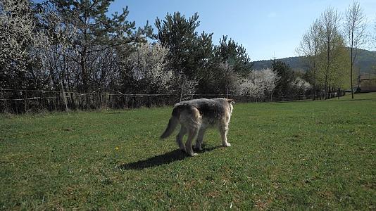 几乎失明的中度瘸腿狗在草地上漫步视频的预览图