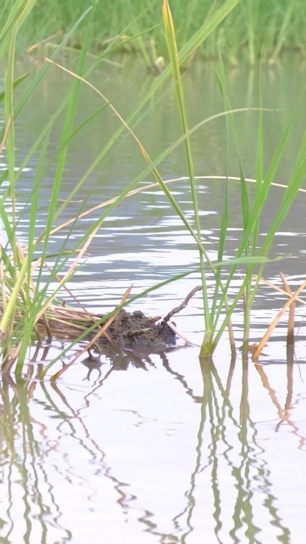 池边散养的绿头鸭视频的预览图