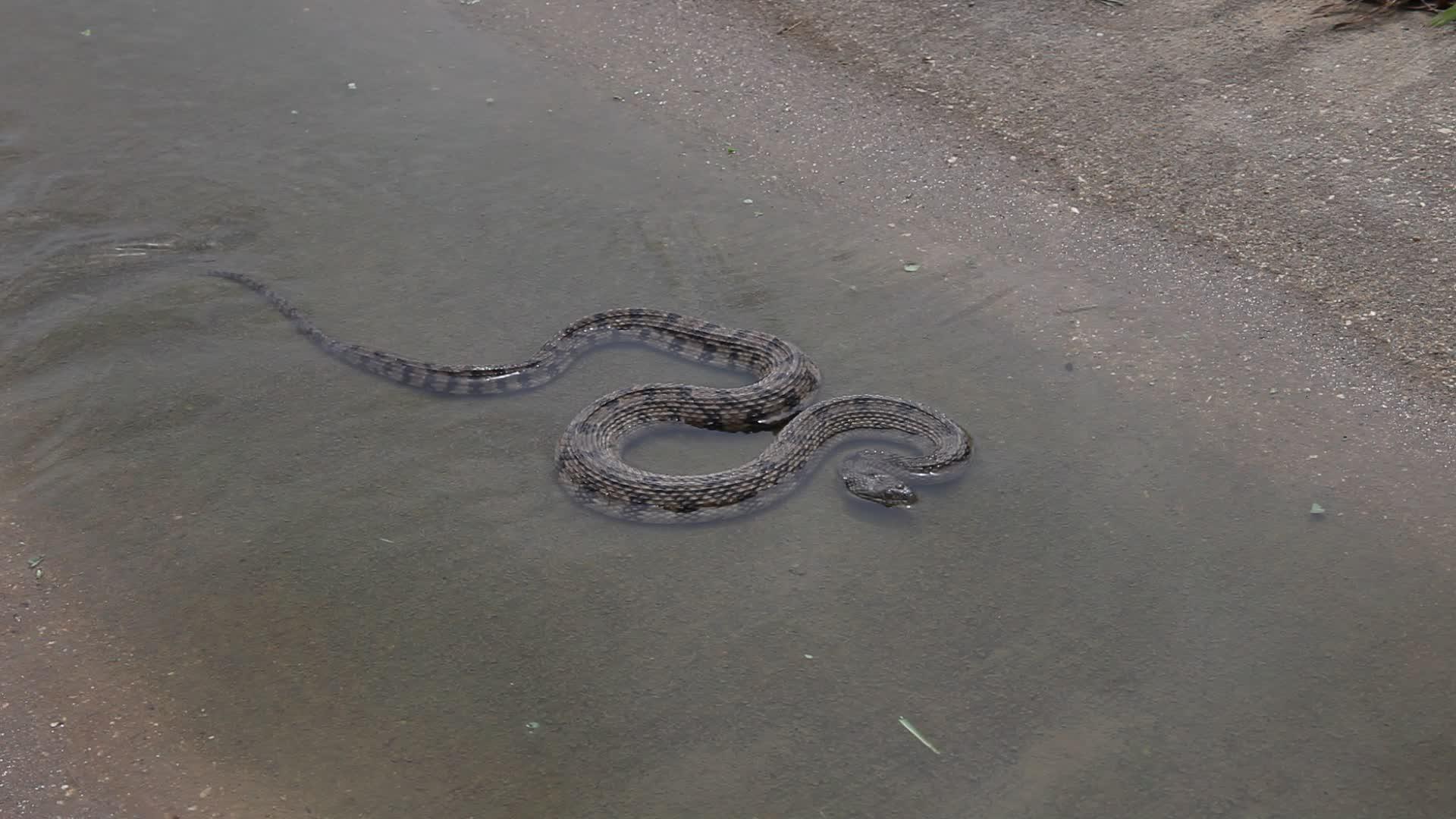 尼罗迪亚蛇在水中rhombifer视频的预览图