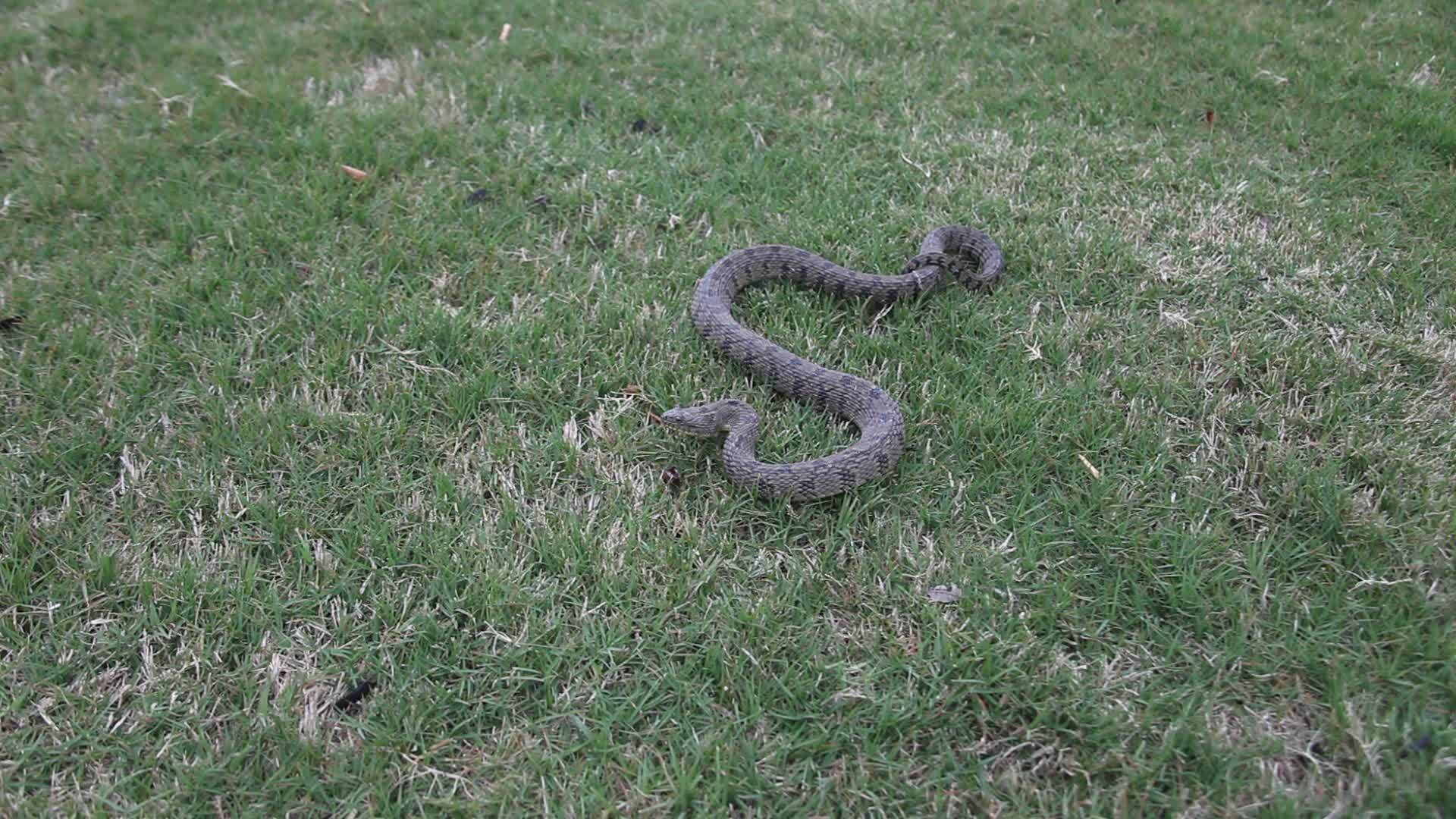 尼罗迪亚草地中的蛇rhombifer视频的预览图