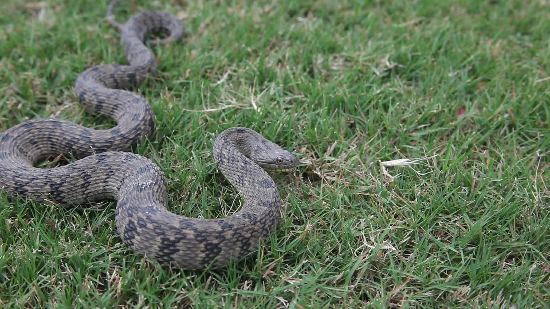 草地中的蛇视频的预览图
